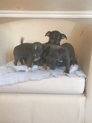 Chiweenies for sale