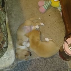 2 male puppies for sale