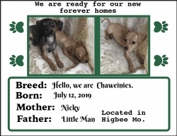 Puppies looking for their forever home.