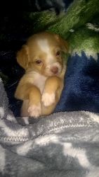 Chiweenie puppies for sale!
