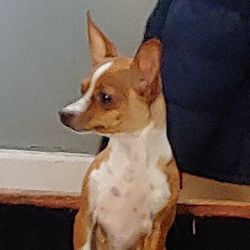 Chiweenie Chihuahua weiner dog mix