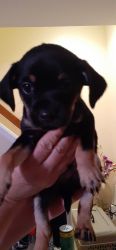 Dachshund / Chihuahua puppies