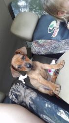 Chiweenie Puppy 13 weeks