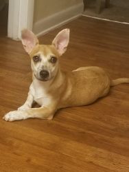 Rehoming 16 mo male chiweenie