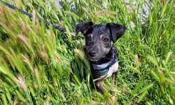 Sweet, playful chihuahua dachshund puppy