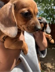 Chiweenie Puppies for Sale