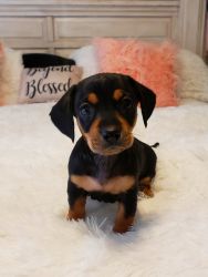 CHIWEENIE puupies for sale