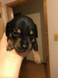 Chiweenie pups for sale