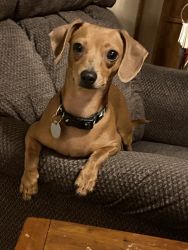 Rosie the Chiweenie needs a new home