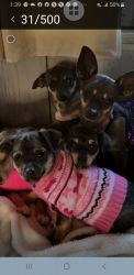 Chiweenie's Looking for Loving Homes
