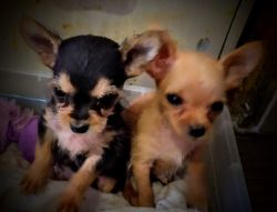 Micro Chorkie Puppies