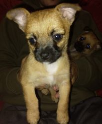 Chihuahua/ pug/ yorkshire terrier