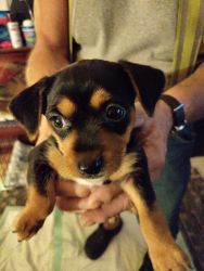 Chorkie puppy's are available now