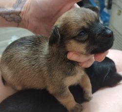 Toy size Chorkie puppy available