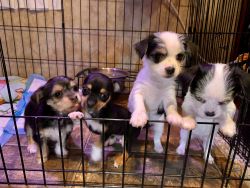 Chihuahua and Yorkey mix puppies for Christmas