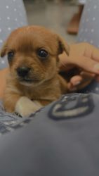 Chorkie Pups for sale