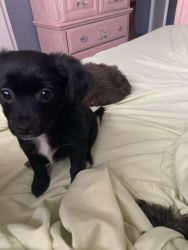 Two male chorkie. Tea cup size boys
