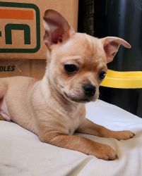 Sweet Chihuahua Yorkie Puppies 10wks
