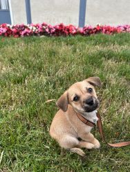Chorkie (Chihuahua/ Yorkie) Puppy for Sale