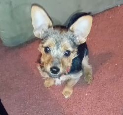 5 month old puppy needs loving home