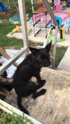 6 mont old Chorkie male