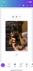 I have 3 chorkie puppies left to sell