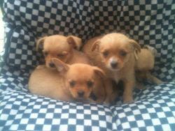 Outstanding Male/Female Chorkie puppies.