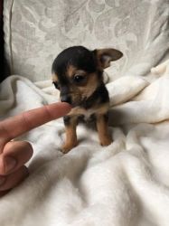 Tiny T Cup Chorkie Puppies