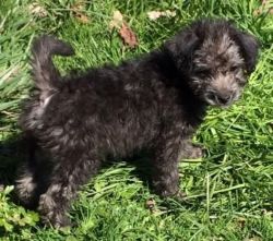 Akc Female And Male Chorkie Puppies For Sale