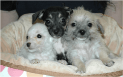 Adorable Chihuahua Puppies Available Now!