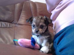 2 Beautiful Girl Chorkie Puppies For Sale