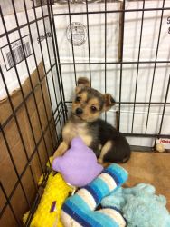 Love at first sight Chorkie Puppy
