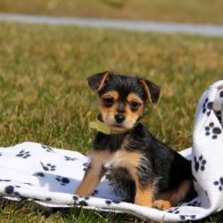 Chorkie Puppies For Sale