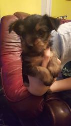 Beautiful Little Chorkie Puppies For Sale