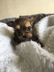 Chorkie Small Pups Cute