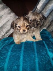 Long Haired Chorkie Pups One Male Two Female