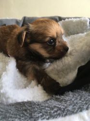 Gorgeous Tiny Chorkie Puppies For Sale !