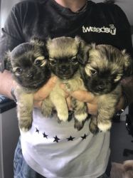 Chorkies Puppies