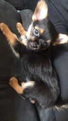 Only One Adorable Chorkie Left!