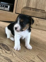 Beautiful Chorkie Puppies For Sale