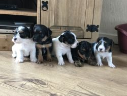 Beautiful Chorkie Puppies For Sale