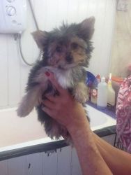 Beautiful Chorkie Male And Female For Sale