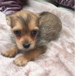 Tiny Chorkie Puppies For Sale