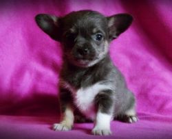 Chorkie Pups For Sale