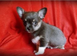 Chorkie Pups For Sale