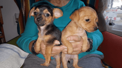 Only 1 left Cute baby Chorkie's , Chihuahua & Yorkie mix puppy