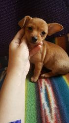 Just 1 Left * little chorkie puppies looking for her furever home