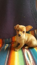 1 Baby Chorkie Puppy perfect for the Holidays