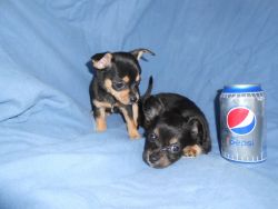 Teacup Chihuahua / Yorkie puppies puppy
