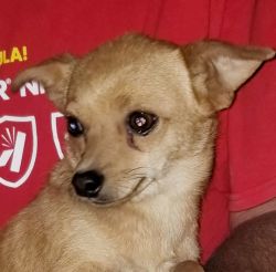 Yorkie/Chihuahua Puppies $200